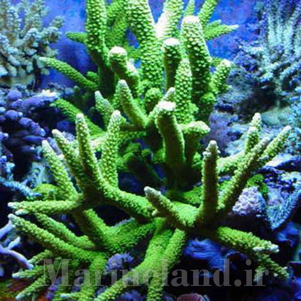 Acropora yongei